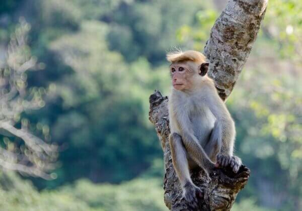 Victoire : EGYPTAIR met fin au sinistre transport de singes vers les laboratoires !