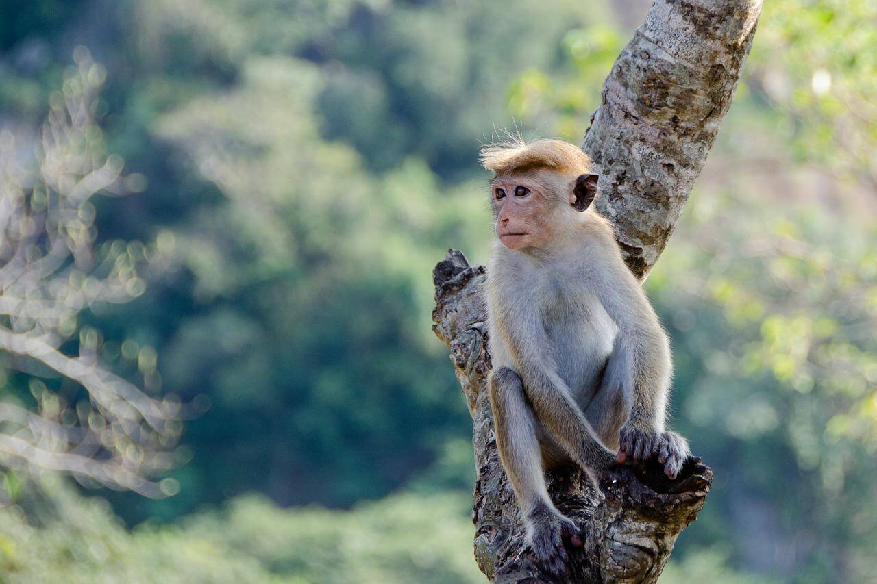 Victoire : EGYPTAIR met fin au sinistre transport de singes vers les laboratoires !