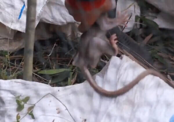 NOUVELLE VIDÉO : l’importation de singes pour l’expérimentation est violente et dangereuse
