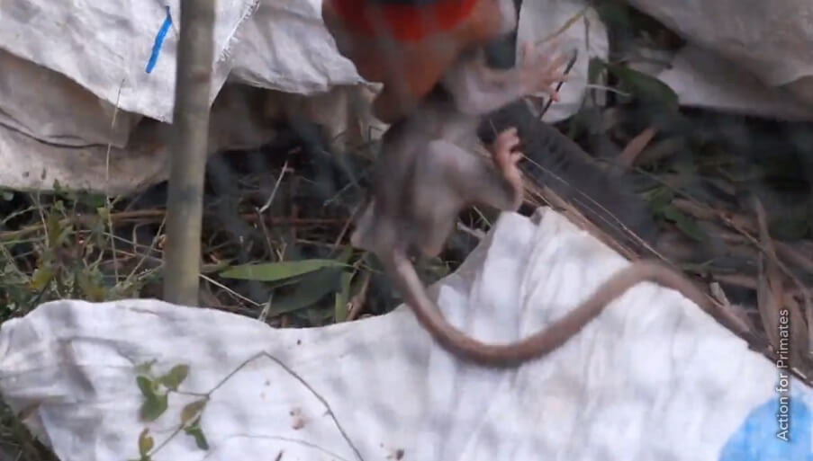 NOUVELLE VIDÉO : l’importation de singes pour l’expérimentation est violente et dangereuse