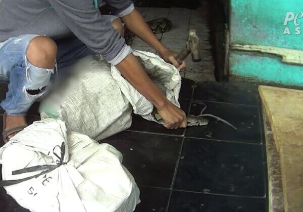Des clous enfoncés dans la tête de serpents vivants pour des accessoires de mode