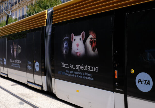 Journée internationale de la non-violence : un tram marseillais véhicule un message antispéciste