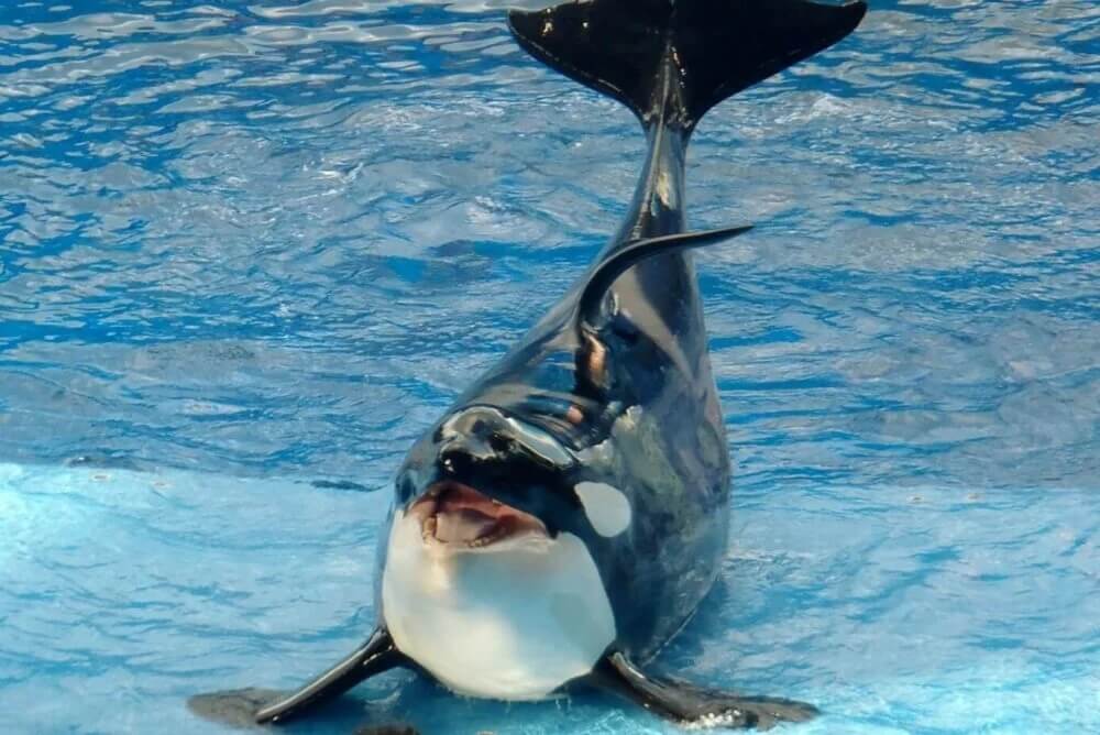 Kohana : la troisième orque en 18 mois meurt au Loro Parque