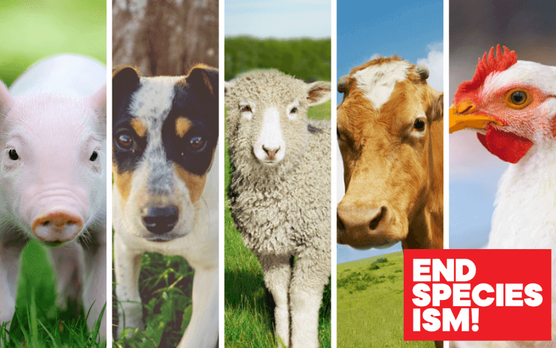 Déclaration de Montréal sur l’exploitation animale : une étape importante pour le mouvement des droits des animaux