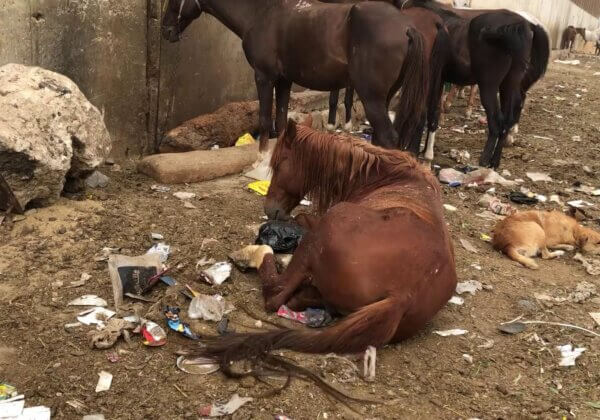 Des chevaux et des dromadaires sont maltraités en Égypte pour le tourisme
