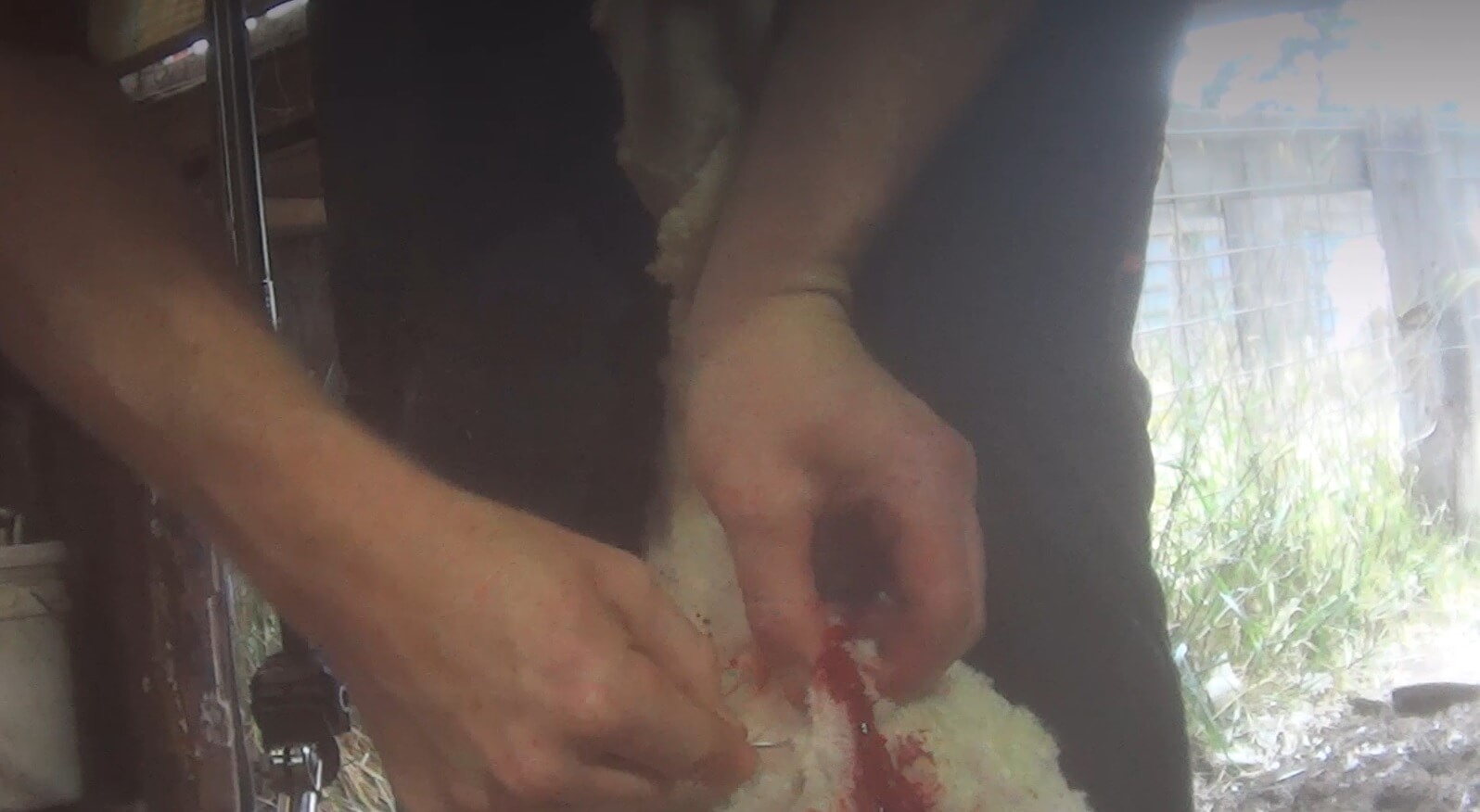 Des moutons laissés en sang après une tonte violente dans le Victoria