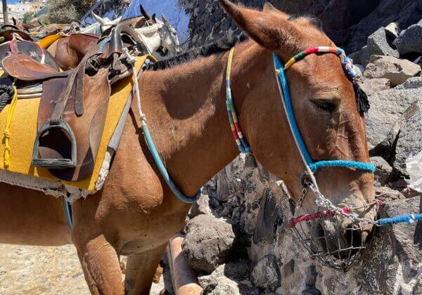 La souffrance des ânes et des mules à Santorin se poursuit – aidez-les maintenant !