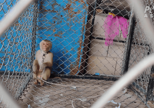 Des bébés singes capturés, enchaînés et maltraités pour du lait de coco