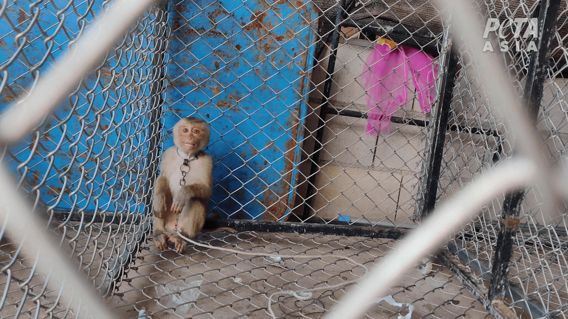 Des bébés singes capturés, enchaînés et maltraités pour du lait de coco