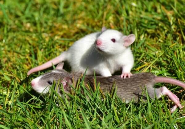 Progrès ! L’Agence européenne des produits chimiques s’engage à mettre fin aux tests sur les animaux