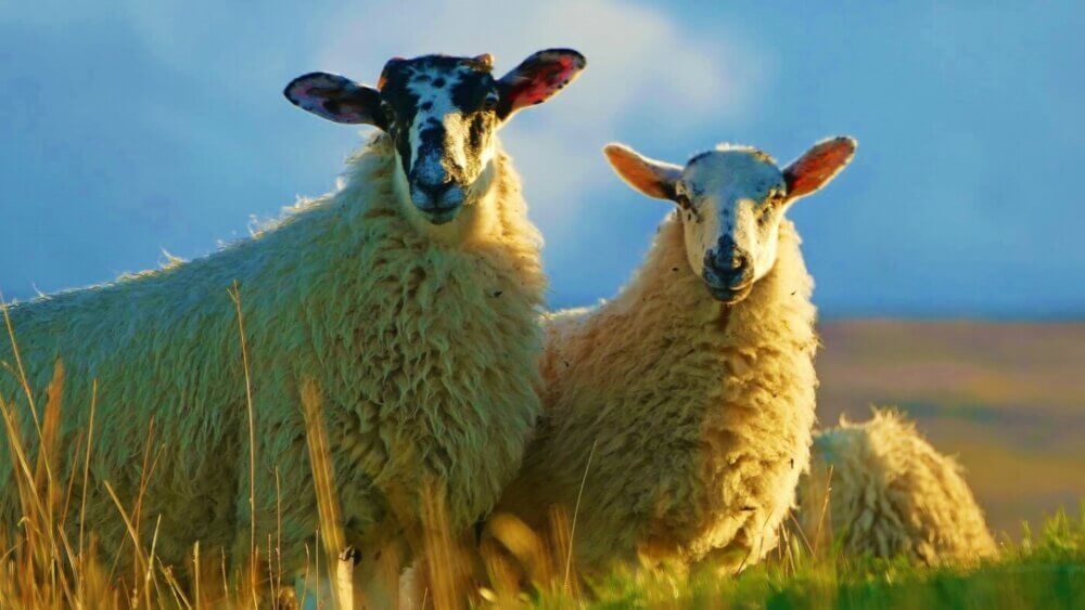 Vegan Wool Challenge : PETA États-Unis offre un prix d’un million de dollars pour développer une laine végane