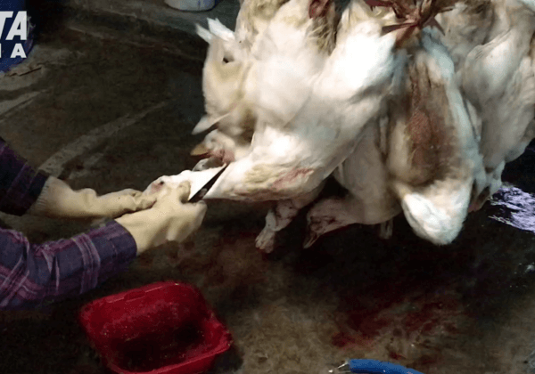 Des canards poignardés et leurs pattes tranchées pour un duvet « responsable »
