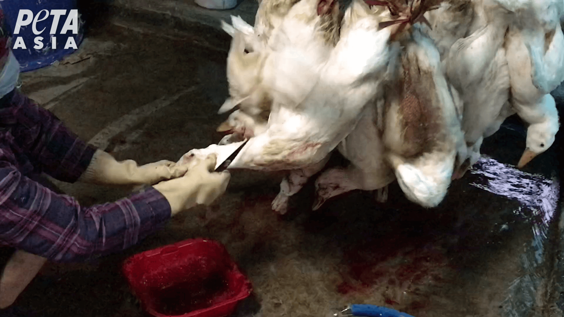 Des canards poignardés et leurs pattes tranchées pour un duvet « responsable »