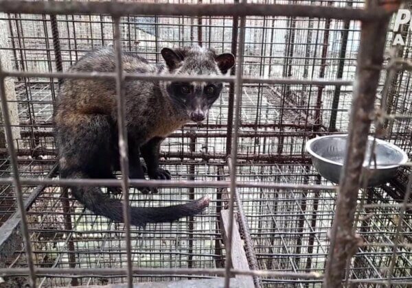De nouvelles images montrent des animaux rendus fous pour du « café de crotte »