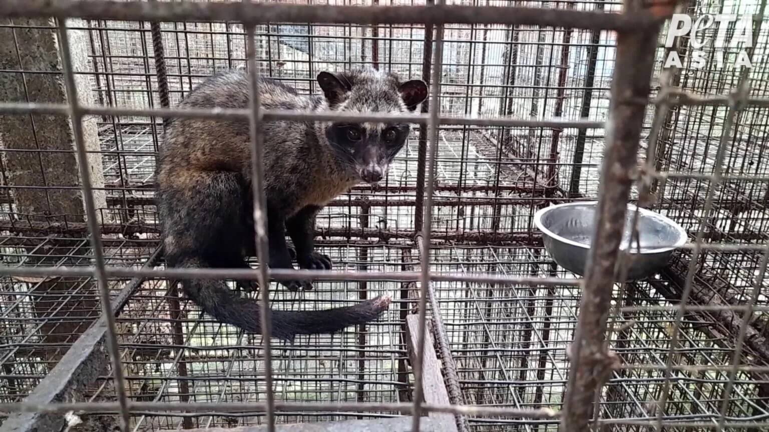 De nouvelles images montrent des animaux rendus fous pour du « café de crotte »