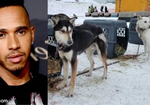 Lewis Hamilton appelé à aider à mettre fin au parrainage de l’Iditarod par le propriétaire de la Formule 1