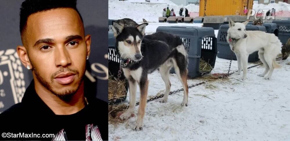 Lewis Hamilton appelé à aider à mettre fin au parrainage de l’Iditarod par le propriétaire de la Formule 1