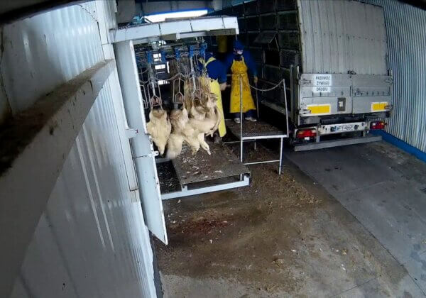 L’industrie du duvet dévoilée : des oiseaux électrocutés et tués pour leurs plumes