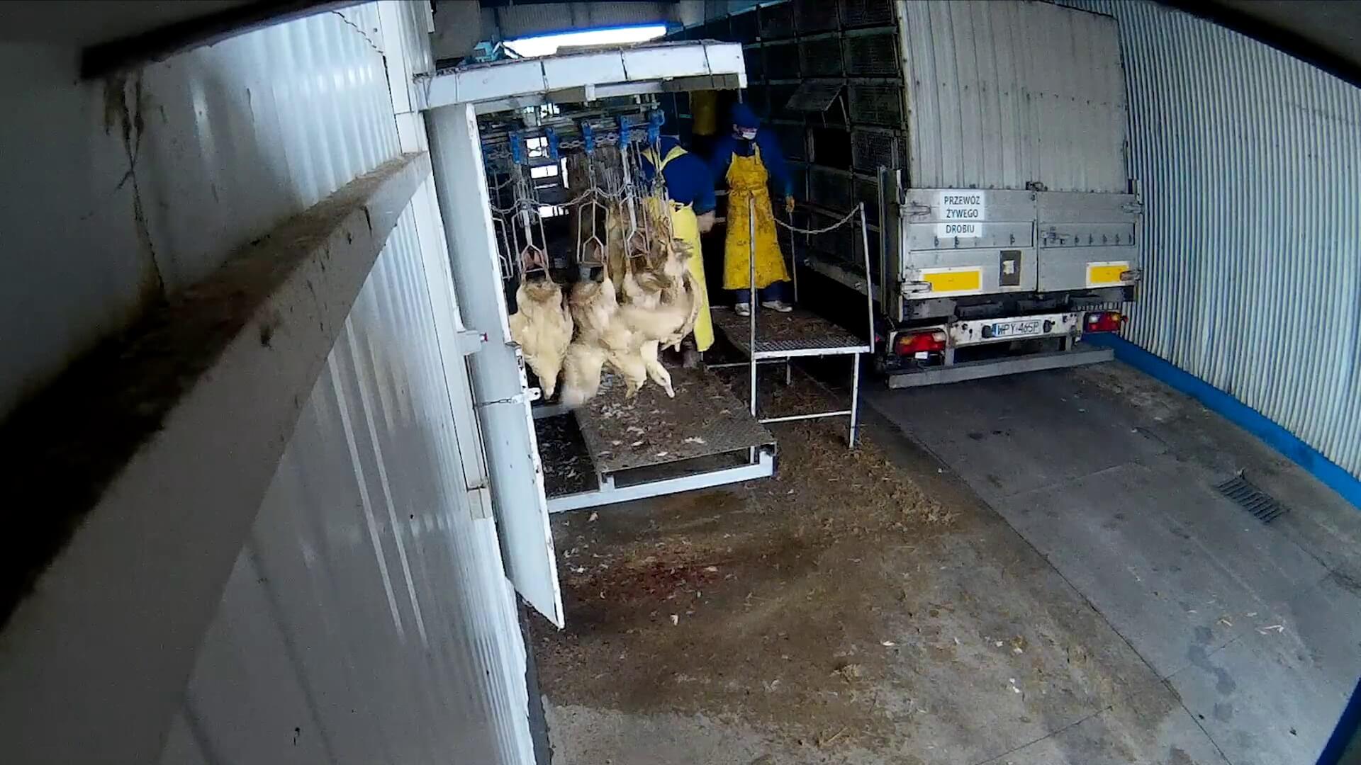 L’industrie du duvet dévoilée : des oiseaux électrocutés et tués pour leurs plumes