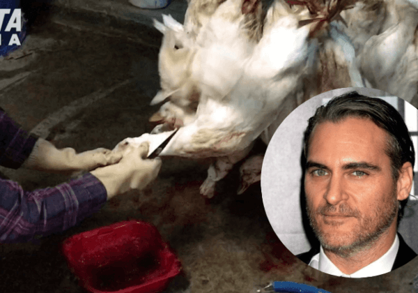Joaquin Phoenix dans une nouvelle vidéo de PETA : rendez vos articles en duvet