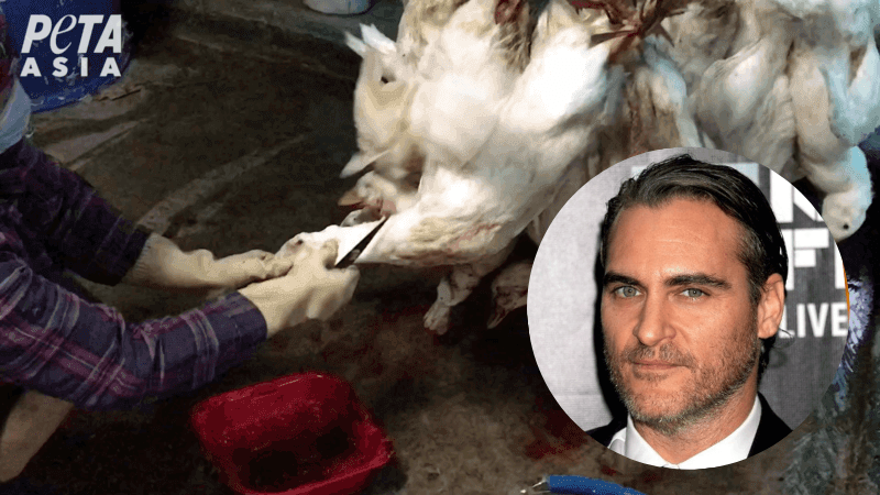 Joaquin Phoenix dans une nouvelle vidéo de PETA : rendez vos articles en duvet
