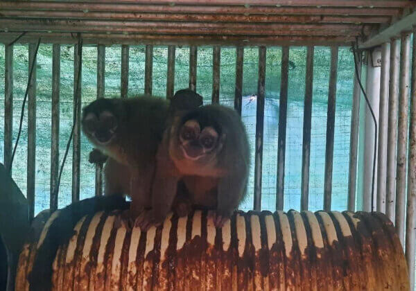 L’enfer colombien pour les singes : des années d’expérimentations apparemment illégales dévoilées