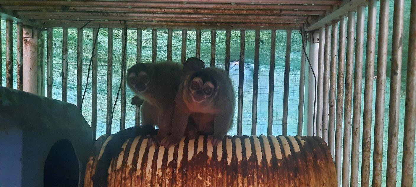 L’enfer colombien pour les singes : des années d’expérimentations apparemment illégales dévoilées