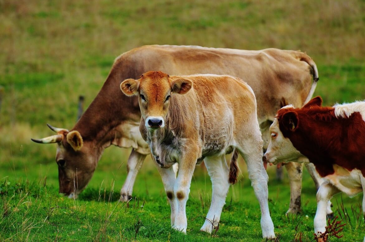 Pour quoi – ou pour qui – faire le « Veganuary » ?