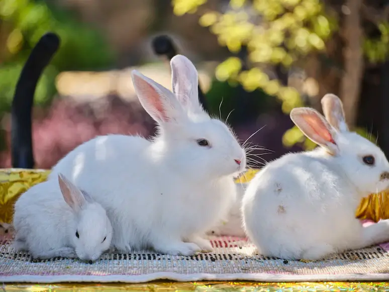 Célébrez le Nouvel An lunaire en agissant pour les lapins