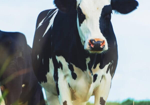 Bonne nouvelle ! Le projet de construction de la plus grand ferme laitière d’Europe interrompu