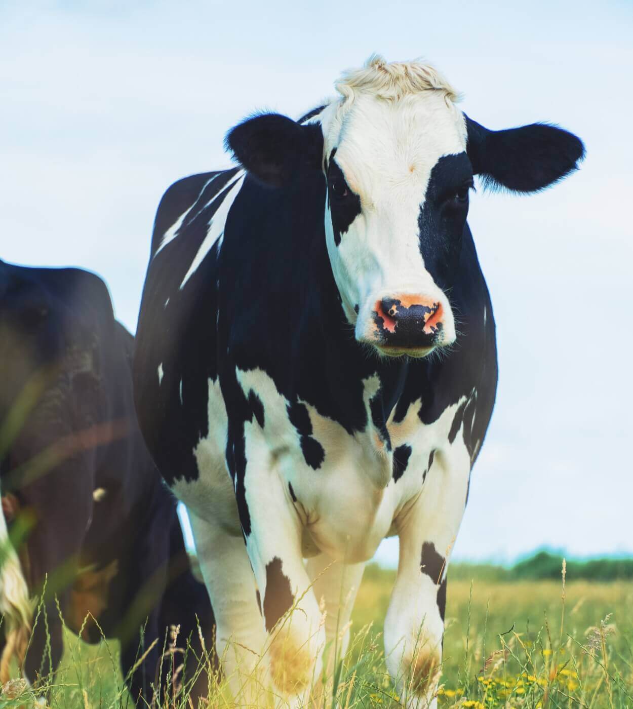 Bonne nouvelle ! Le projet de construction de la plus grand ferme laitière d’Europe interrompu