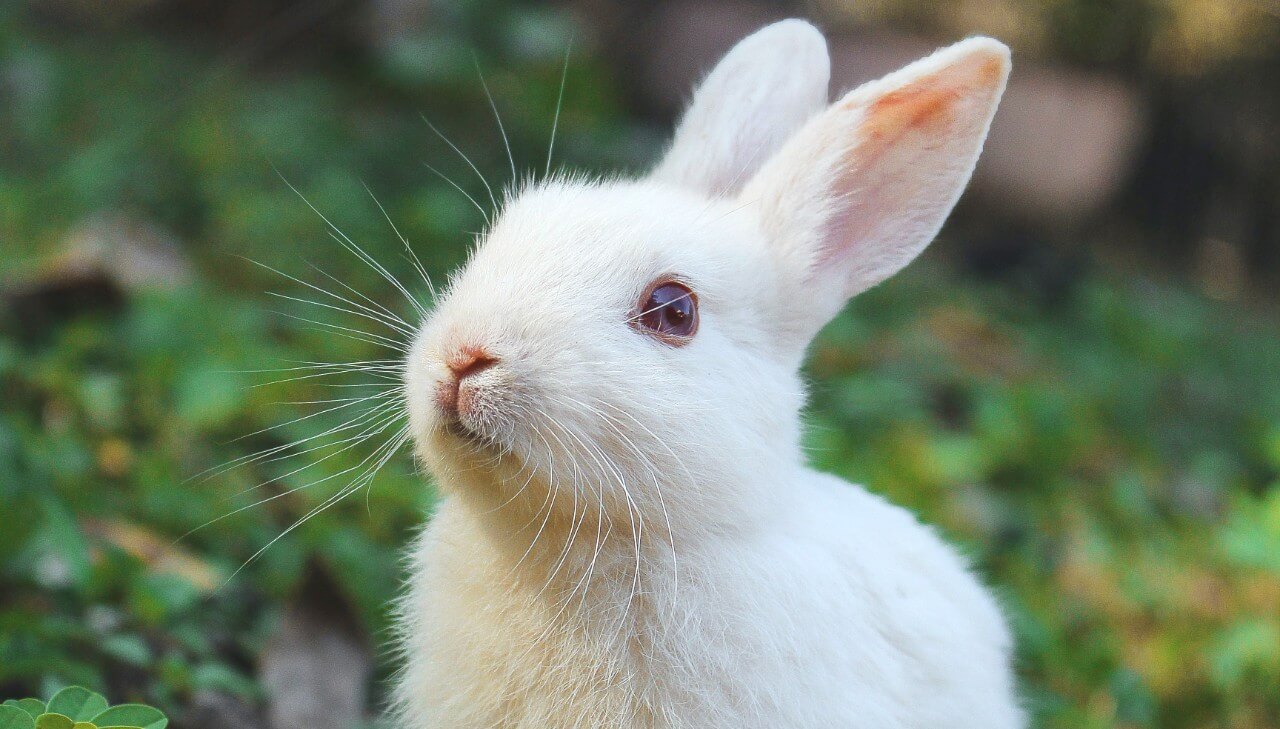 L’initiative citoyenne européenne « Save Cruelty Free Cosmetics » validée par plus de 1,2 million de signatures !