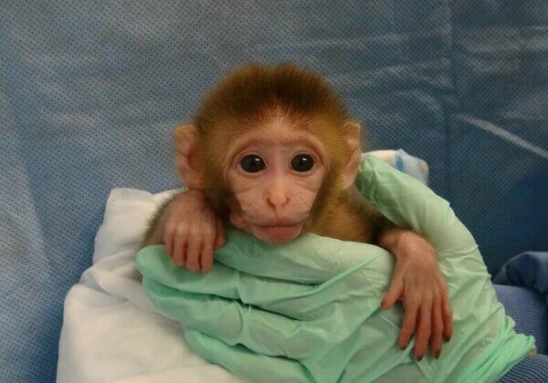 Scandaleux : les tests sur les animaux en France augmentent de 15 % avec presque 1,9 million de procédures réalisées en 2021