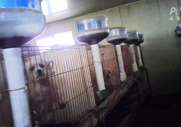 PETA dévoile le cauchemar des usines à chiots en Corée du Sud