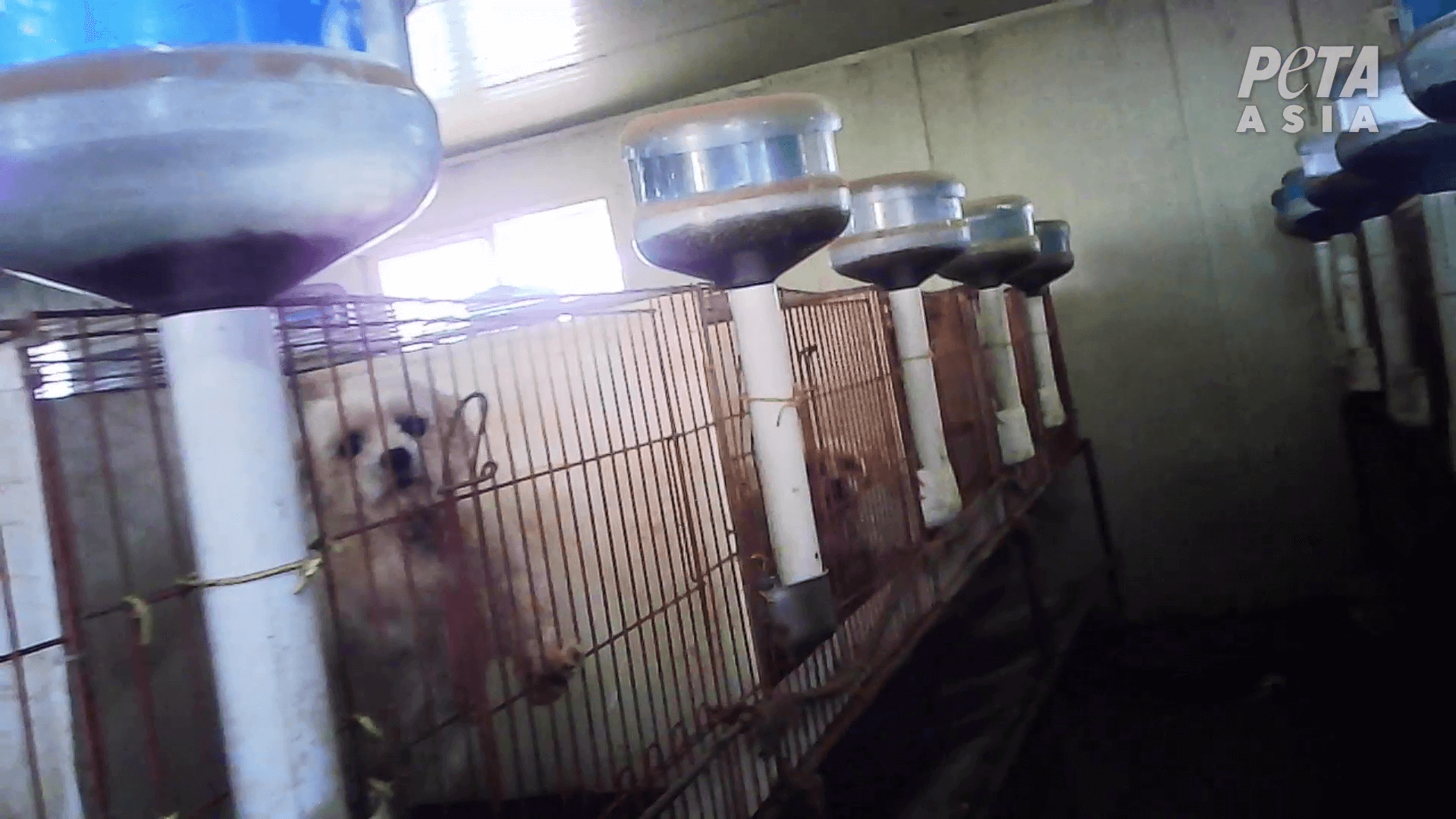 PETA dévoile le cauchemar des usines à chiots en Corée du Sud