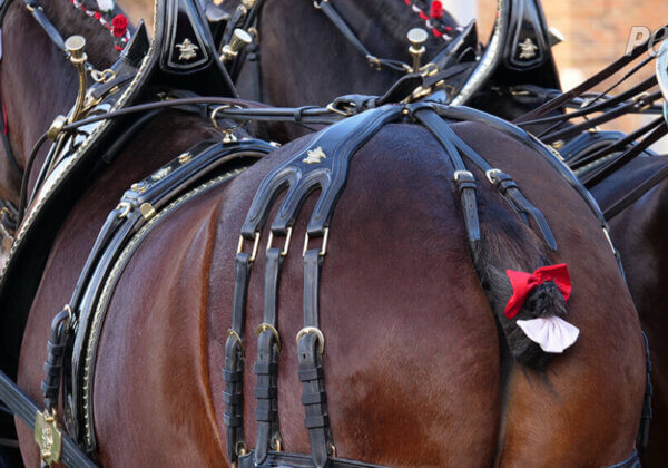 Des chevaux mutilés pour des publicités de la bière Budweiser