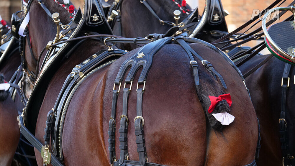 Des chevaux mutilés pour des publicités de la bière Budweiser