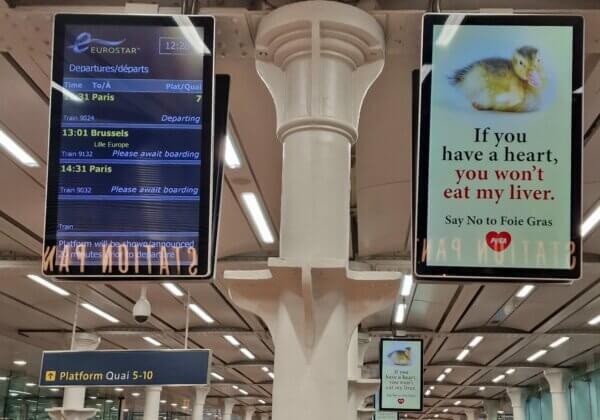 Un caneton appelle les voyageurs de l’Eurostar à ne pas manger de foie gras