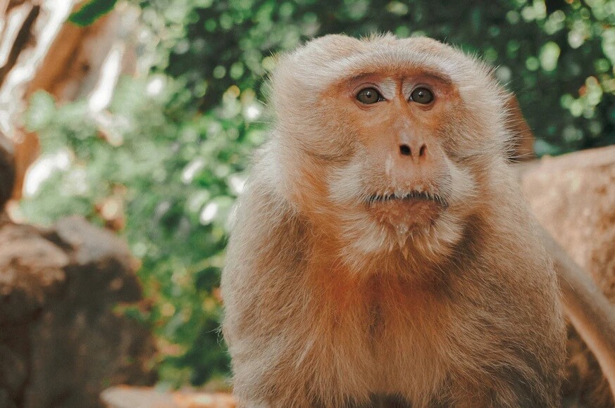 Bonne nouvelle : HelloFresh arrête de soutenir le travail des singes