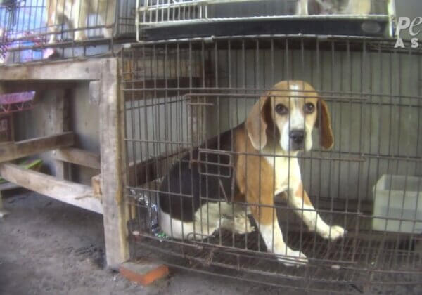 Enquête dans des élevages de chiots indonésiens : chiens handicapés, crasse et cruauté