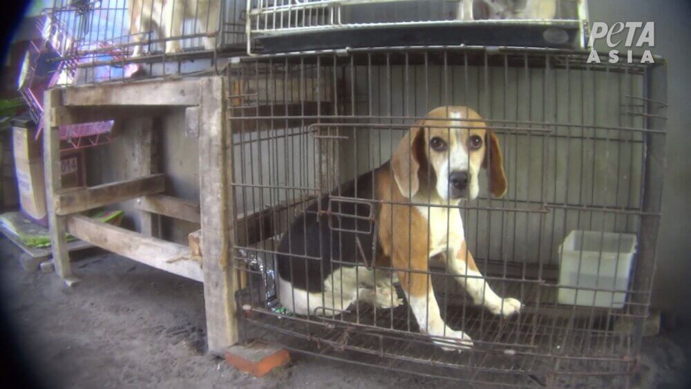 Enquête dans des élevages de chiots indonésiens : chiens handicapés, crasse et cruauté