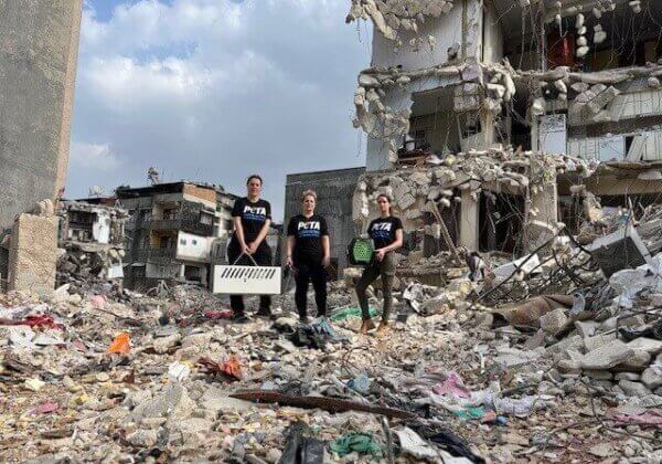 Les animaux ont toujours besoin d’aide en Syrie et en Turquie après les tremblements de terre