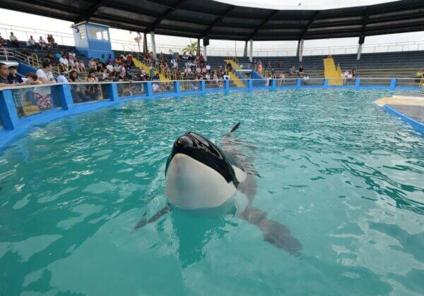 Le Seaquarium de Miami annonce son intention de libérer l’orque Lolita !