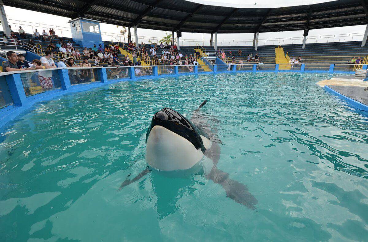 Le Seaquarium de Miami annonce son intention de libérer l’orque Lolita !