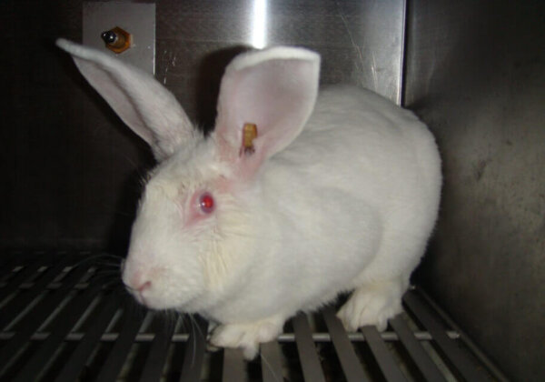 Les animaux dans les laboratoires ont besoin de vous ! Aidez-nous à faire cesser les tests cruels pour les cosmétiques
