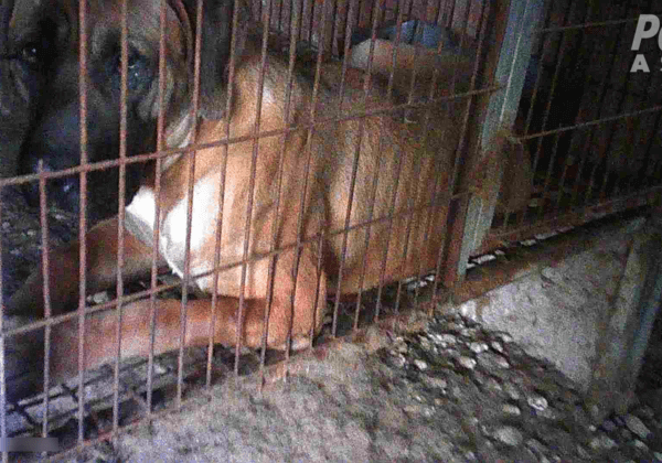 PETA dévoile le cauchemar des usines à chiots en Corée du Sud
