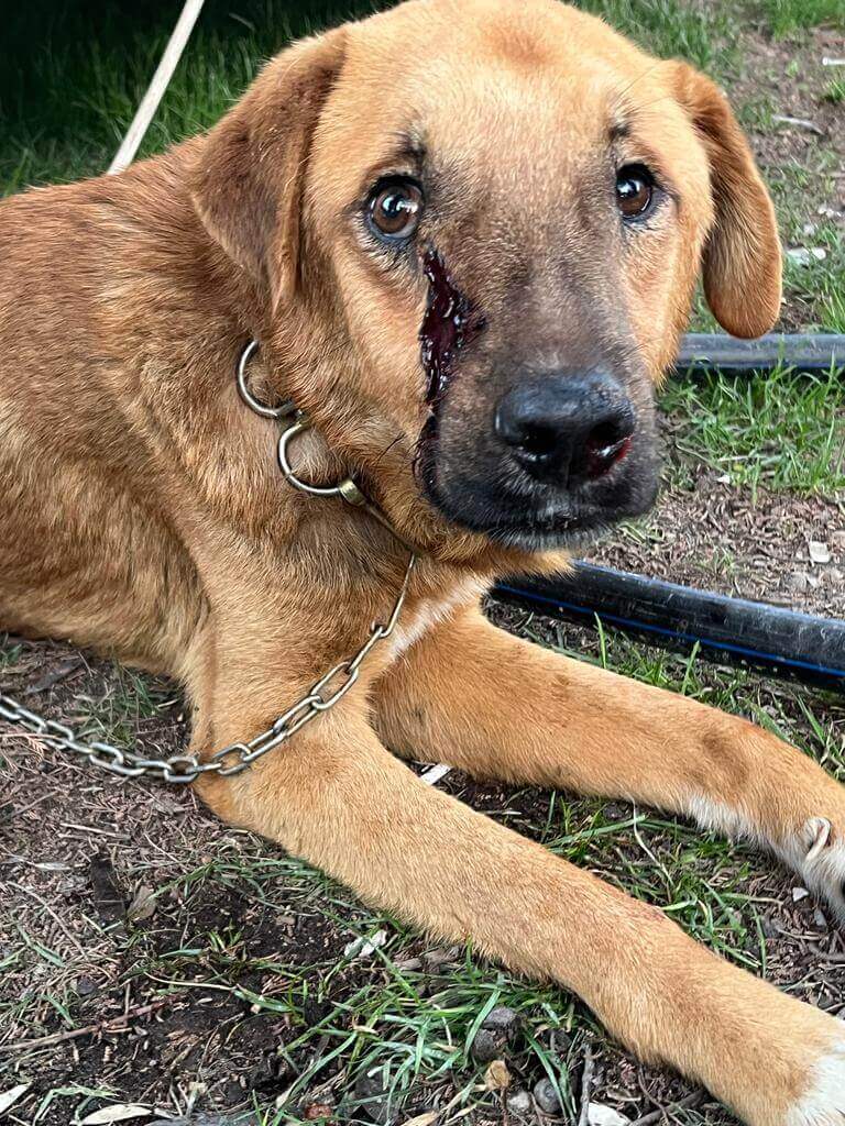 Dans la tête des chiens, Survivre à Noël avec un chien (partie 2)