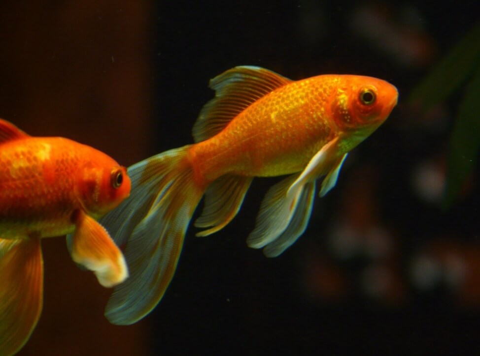 Un hôtel de luxe s’engage à ne plus mettre en scène de poissons lors d’événements
