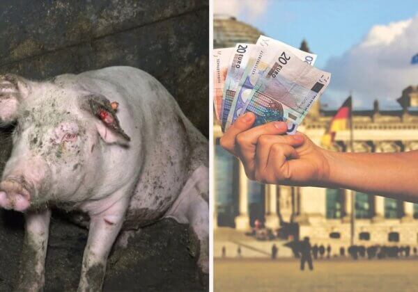 Pas de financements  pour les produits animaux – soutenez l’initiative citoyenne européenne