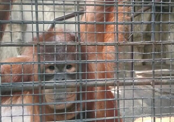 Les animaux du zoo de Pata ont besoin de vous